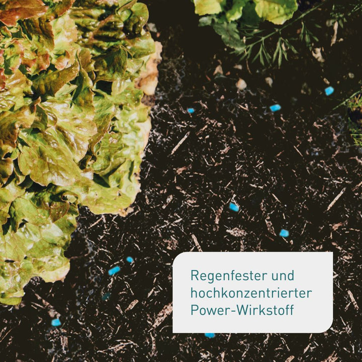 Regenfestes Bio-Schneckenkorn als Geheimtipp gegen Schnecken