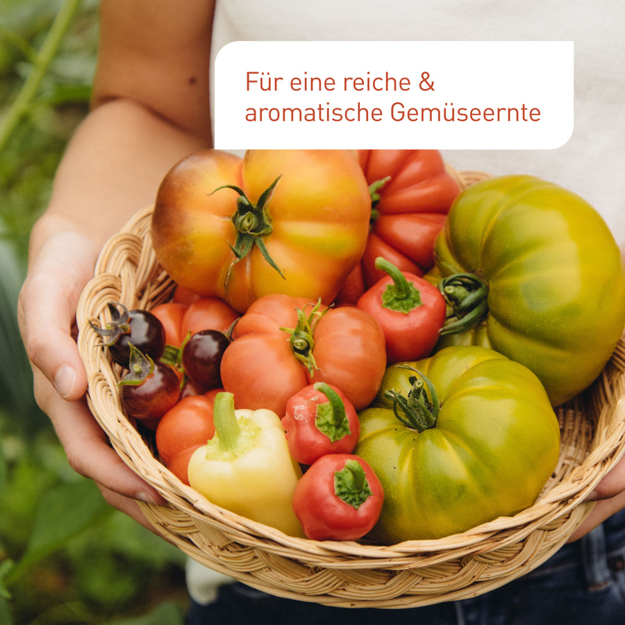 Ergebnis des Plantura Bio-Tomatendüngers