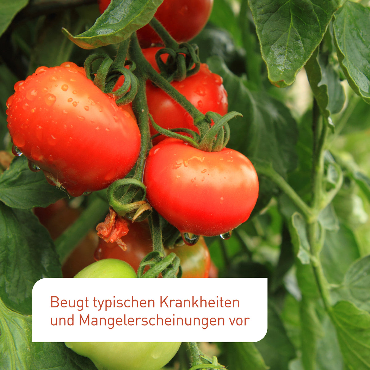 Biologischer Tomatendünger flüssig