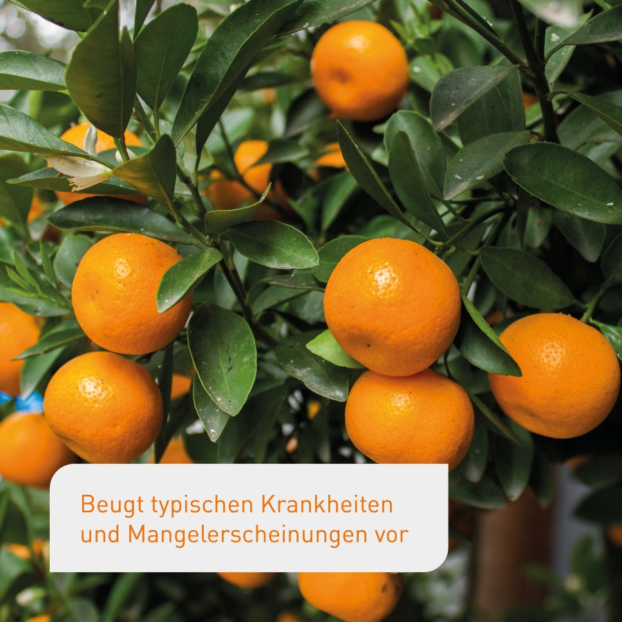Biologischer Zitrusdünger flüssig