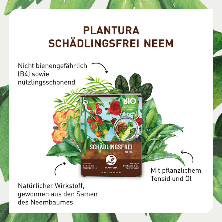 Bio-Mittel Neem gegen Blattläuse von Plantura
