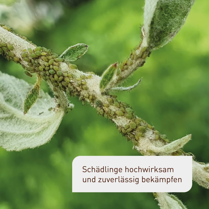 Neemöl gegen Blattläuse mit Schädlingsfrei von Plantura