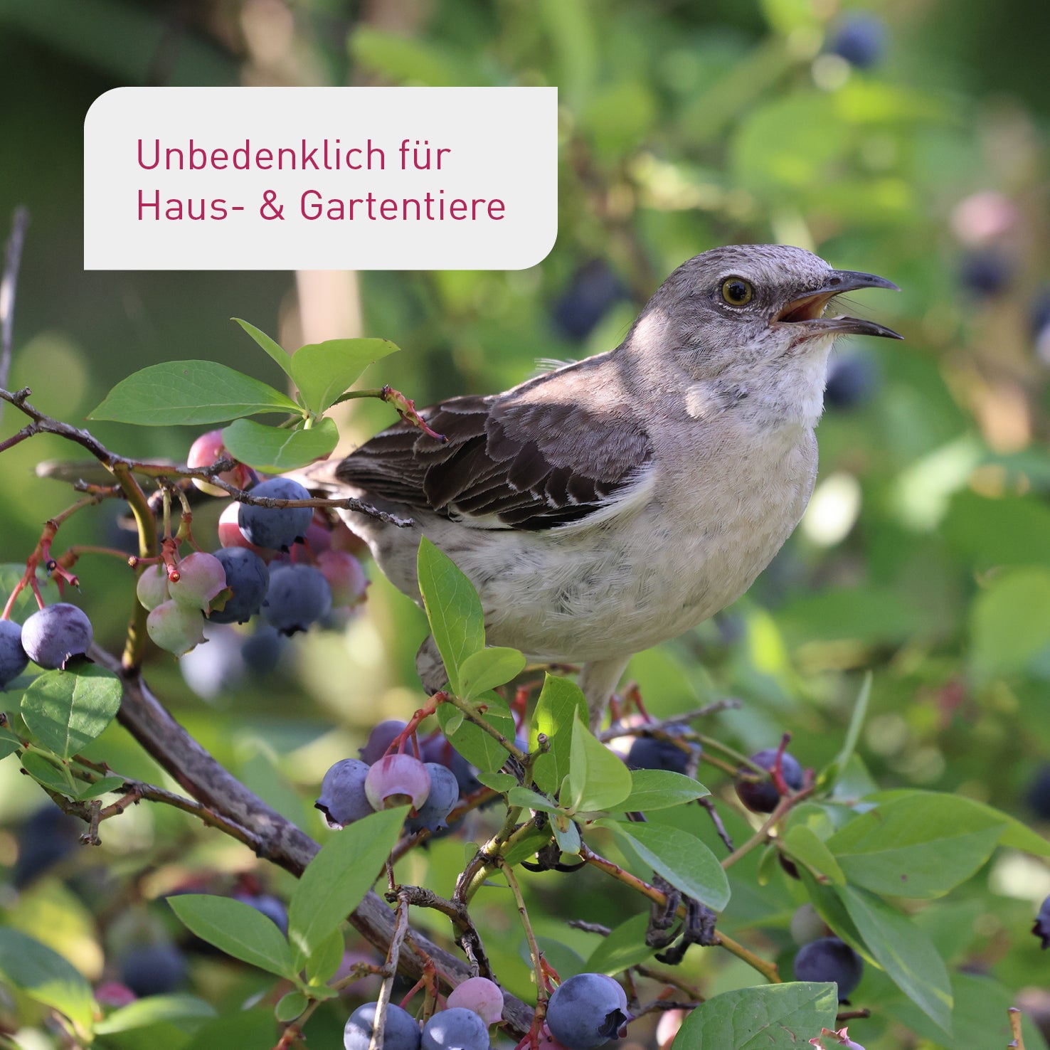 Plantura Bio-Heidelbeerendünger unbedenklich für Tiere