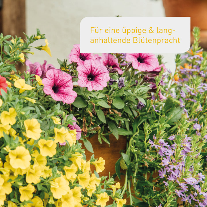 Set für einen blühenden Balkon
