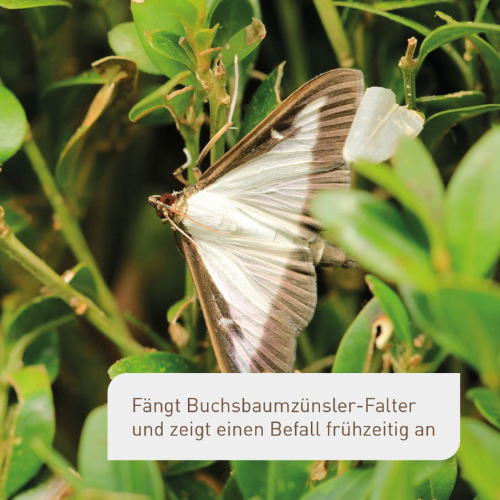 Zünsler mit Buchsbaumzünslerfalle erkennen