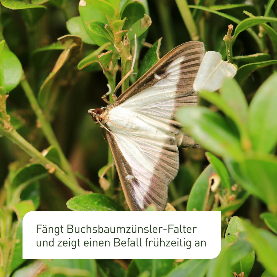 Zünsler mit Buchsbaumzünslerfalle erkennen