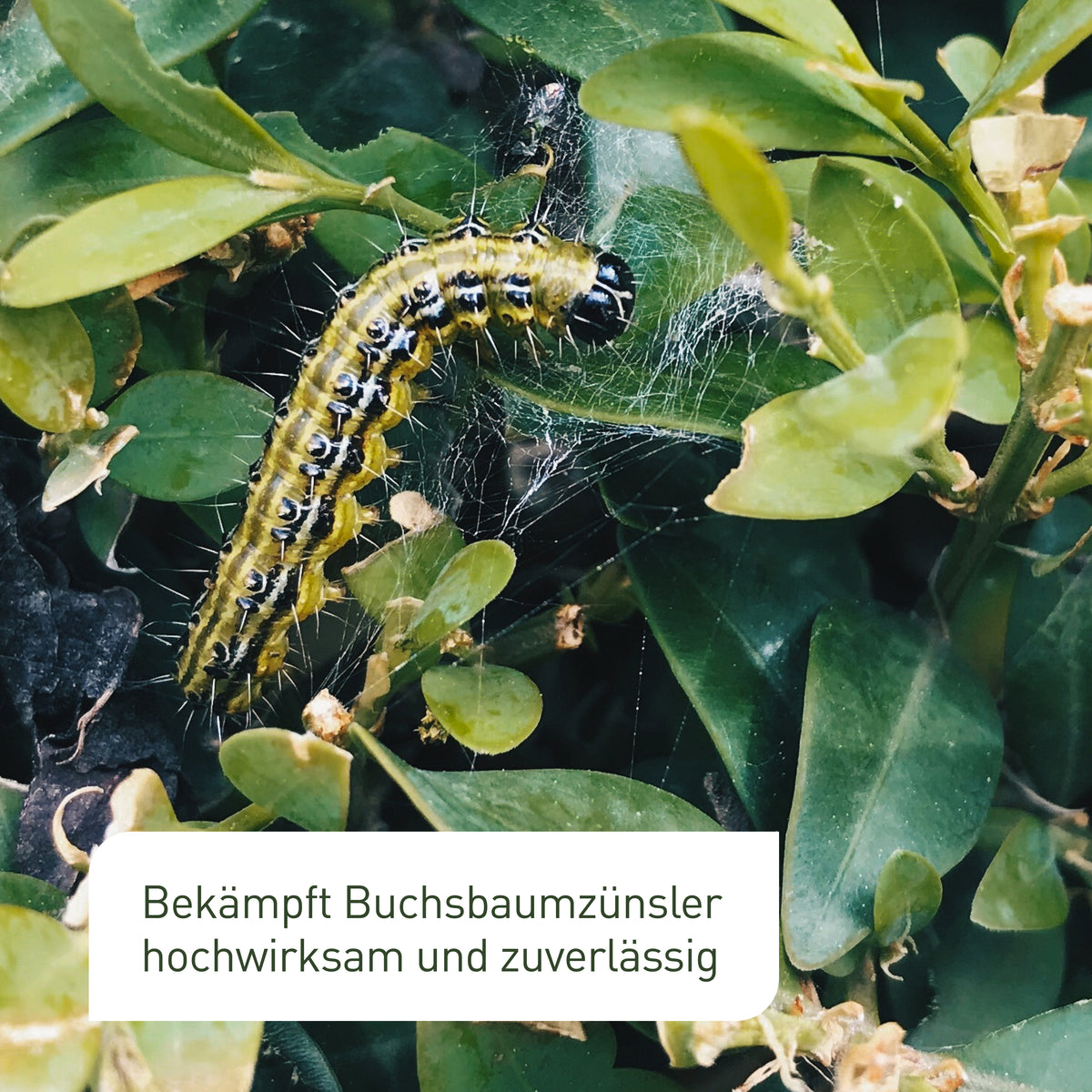 Bekämpfung Buchsbaumzünsler mit Xentari®