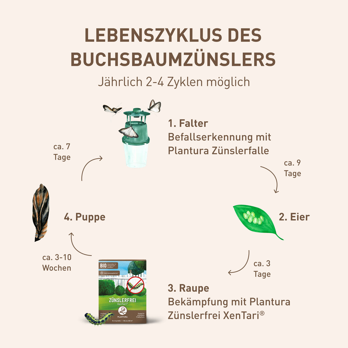 Lebenszyklus Buchsbaumzünsler