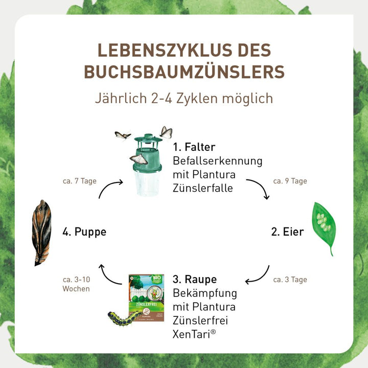 Lebenszyklus Buchsbaumzünsler