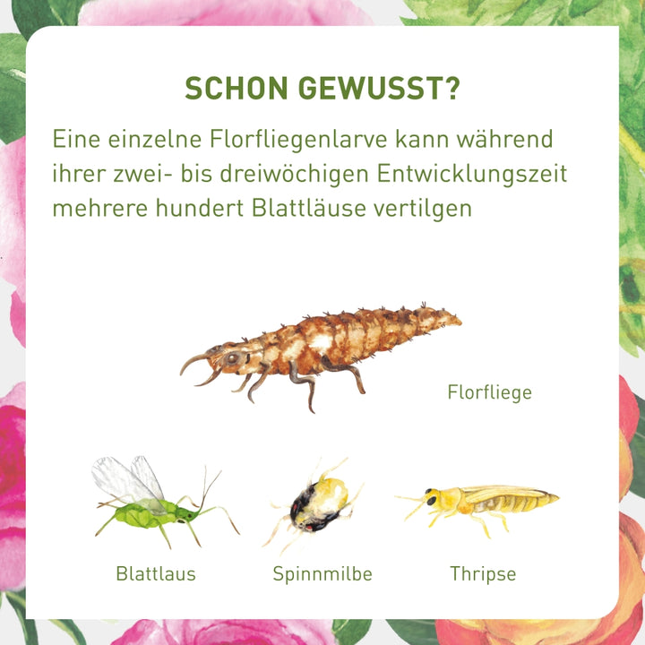 Florfliegenlarve gegen Blattläuse und Co.