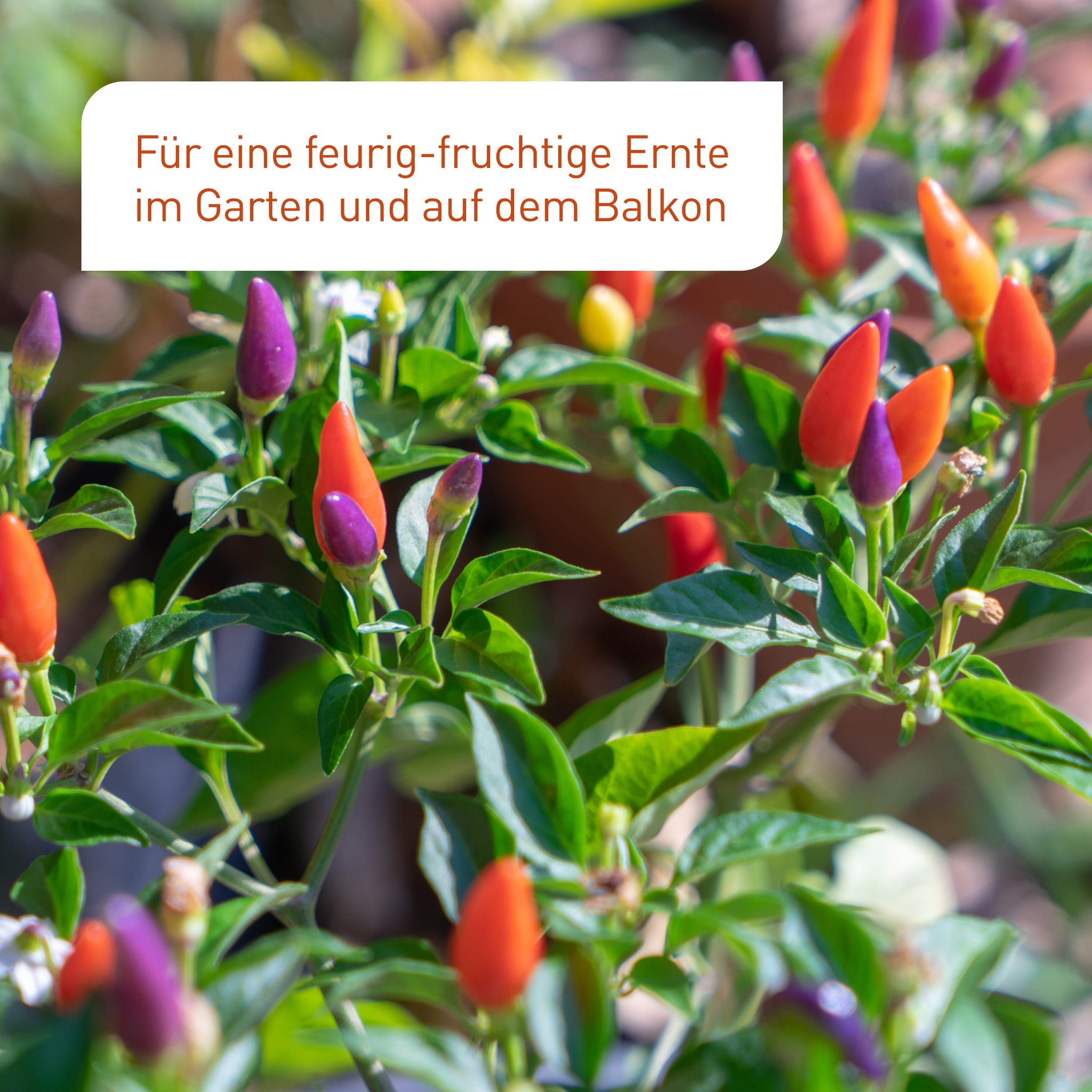 Bio-Chili-Saatgut für eine reiche Ernte