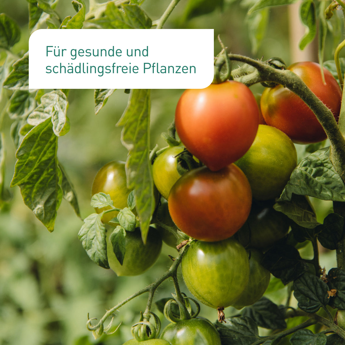 Gesunde Tomatenpflanze