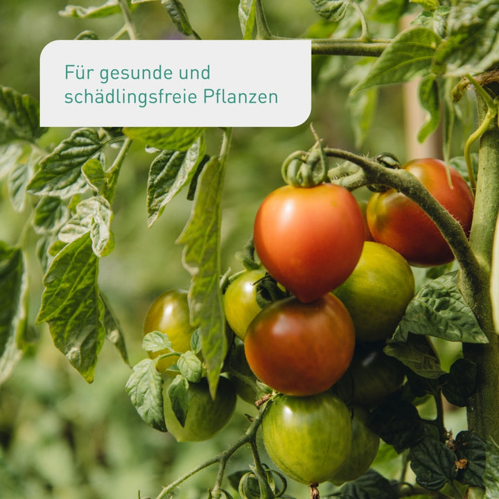 Gesunde Tomatenpflanze