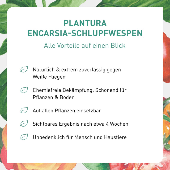Vorteile von Encarsia-Schlupfwespen