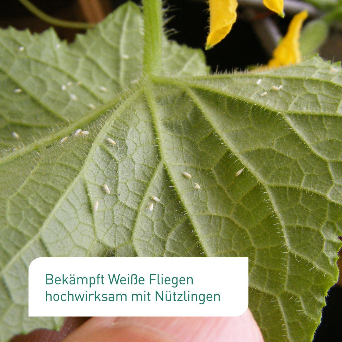 Encarsia formosa gegen Weiße Fliegen