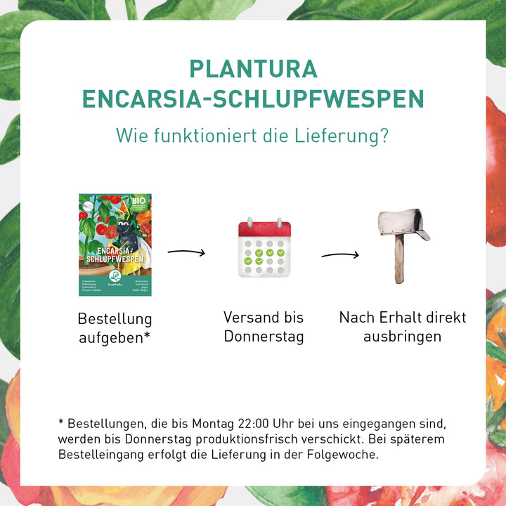 Lieferung Schlupfwespen gegen Weiße Fliegen