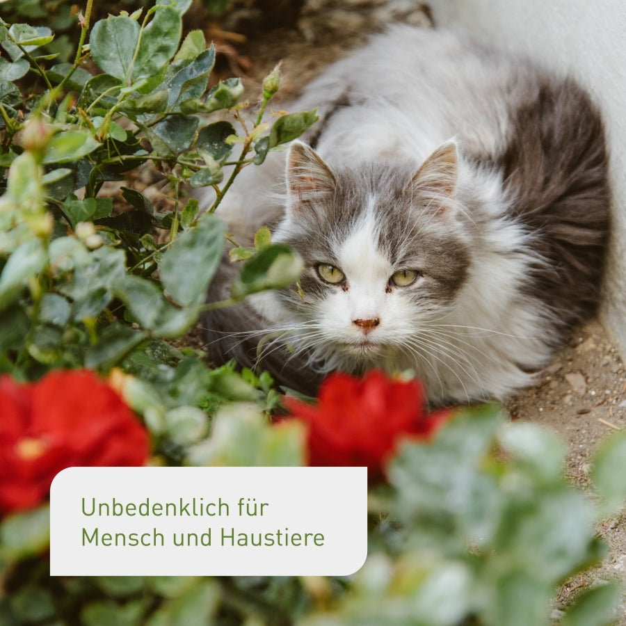 Florfliegen unbedenklich für Katzen