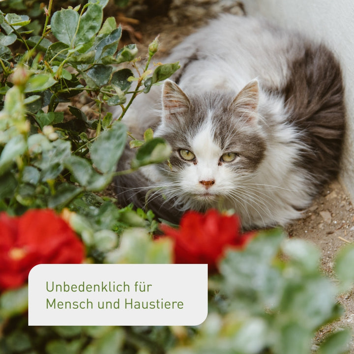Florfliegen unbedenklich für Katzen