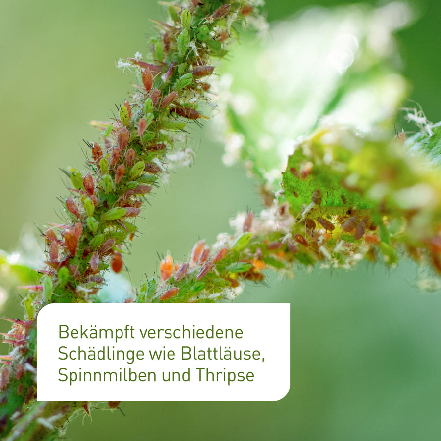 Blattläuse an Pflanze