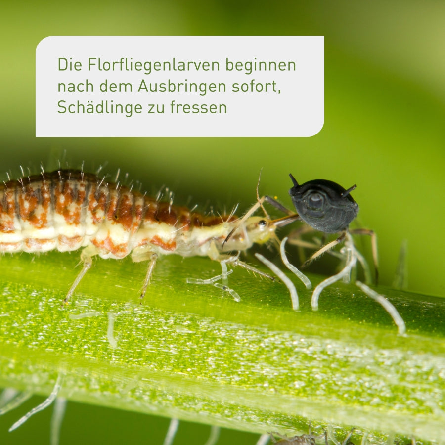 Florfliegenlarven gegen Schädlinge kaufen