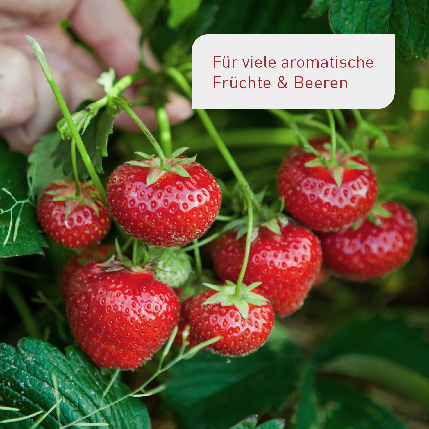 Reife Erdbeeren