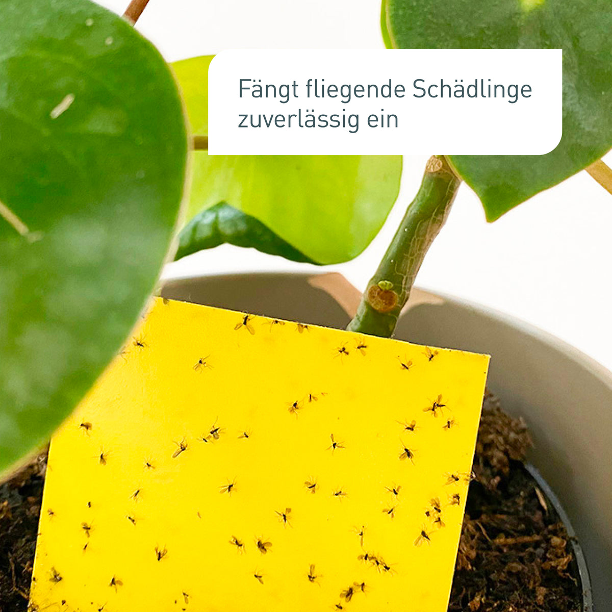 Plantura Gelbtafeln gegen fliegende Schädlinge