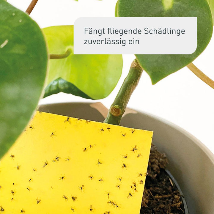 Gelbtafeln im Zimmerpflanzen Pflege-Set