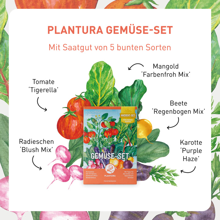 Gemüse-Saatgut verschiedener Sorten