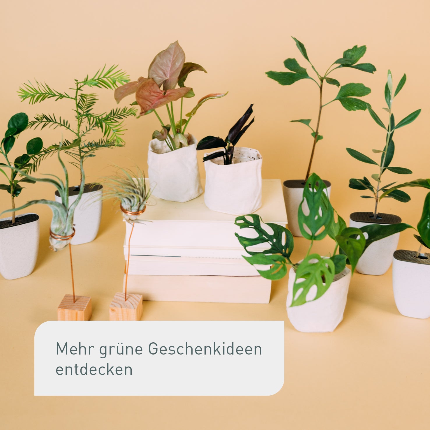 Pflanzen-Geschenkideen