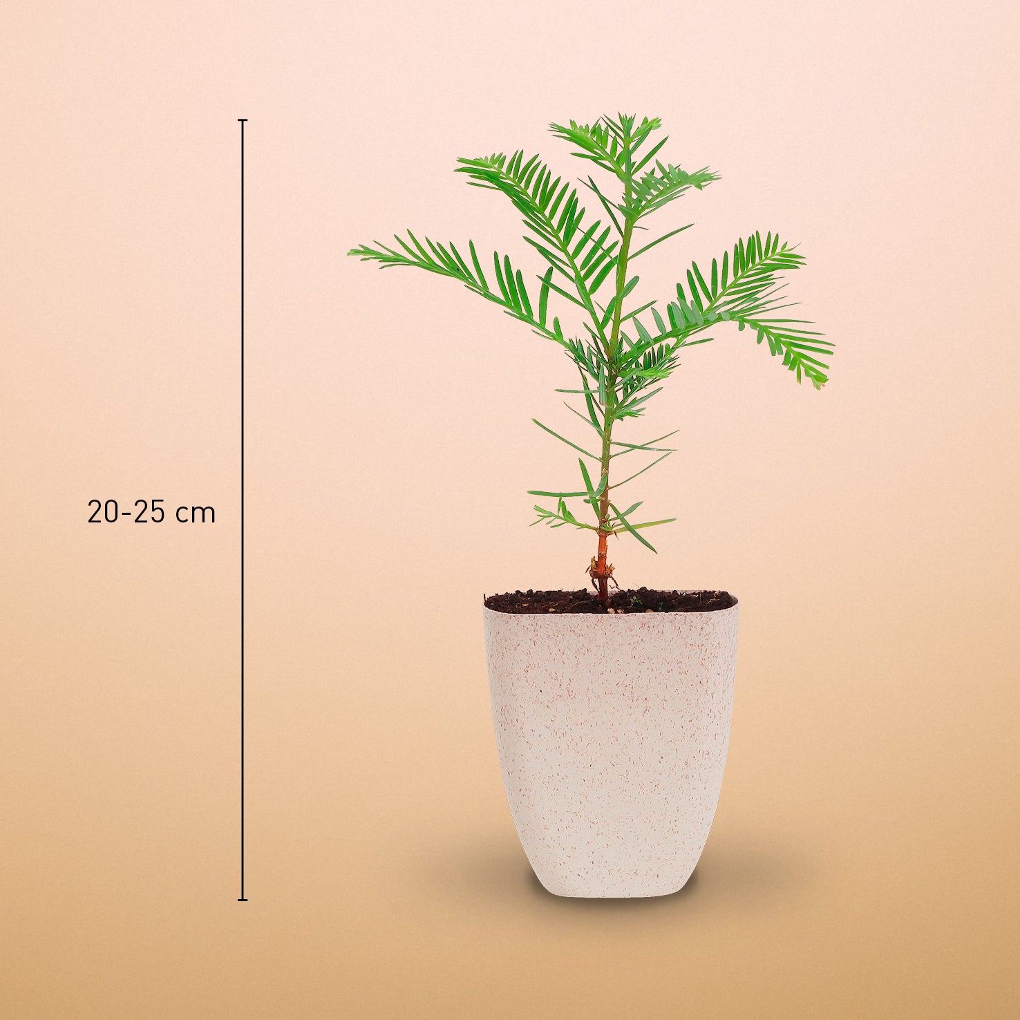 Größe des Mini-Sequoia