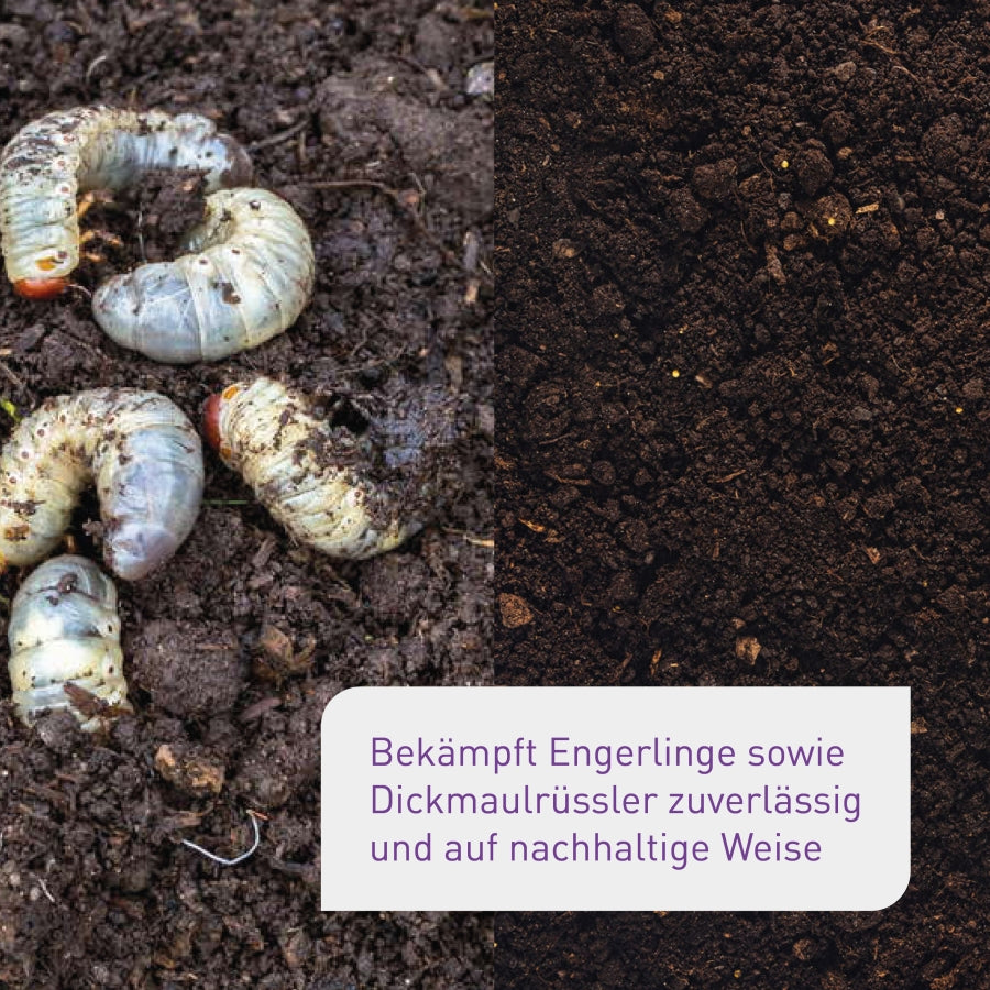 Vorher-Nachher-Vergleich der Nematoden gegen Engerlinge