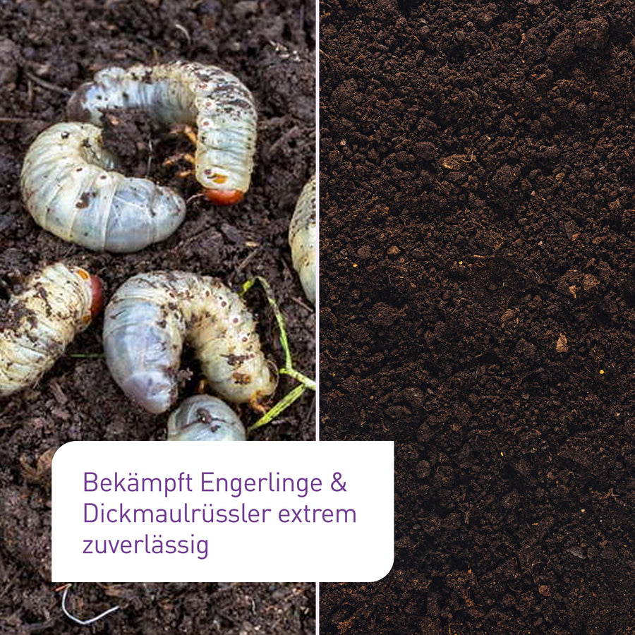 Vorher-Nachher-Vergleich der Nematoden gegen Engerlinge
