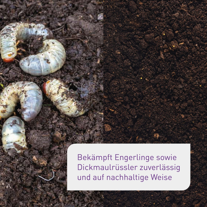 nematoden aufbewahren HB-Nematoden kaufen