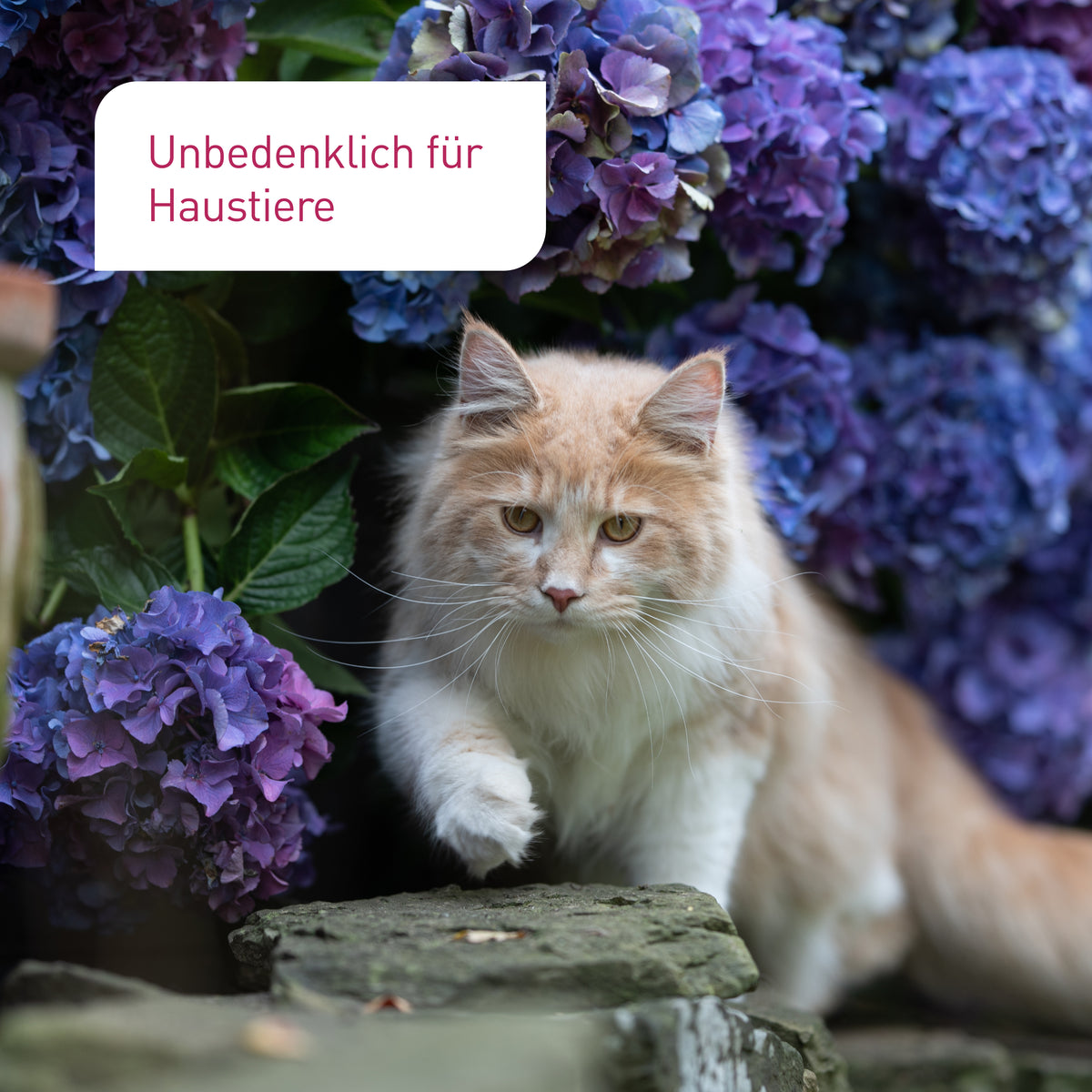Bio-Hortensiendünger unbedenklich für Tiere