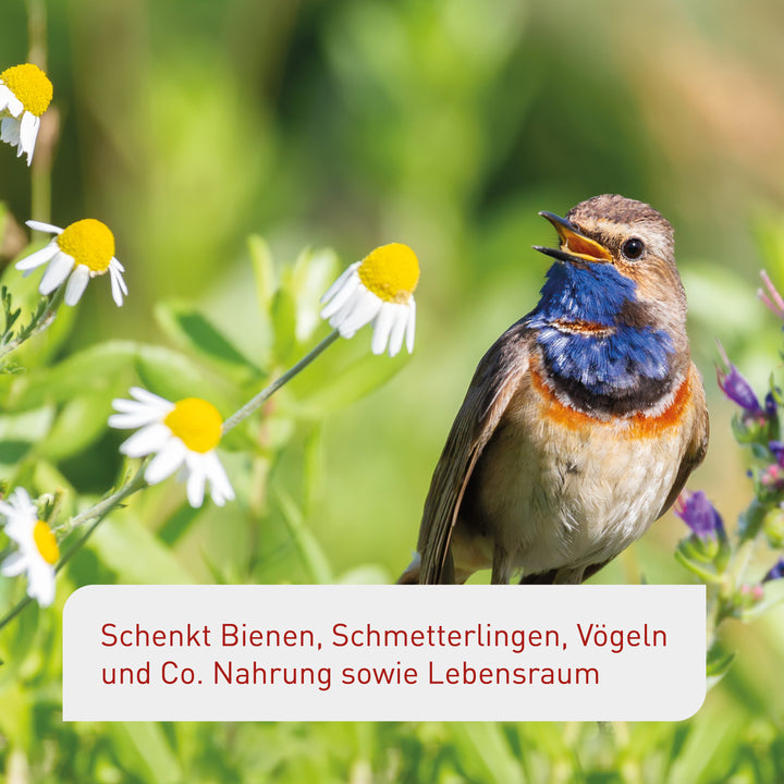 Set für einen insekten- und vogelfreundlichen Balkon