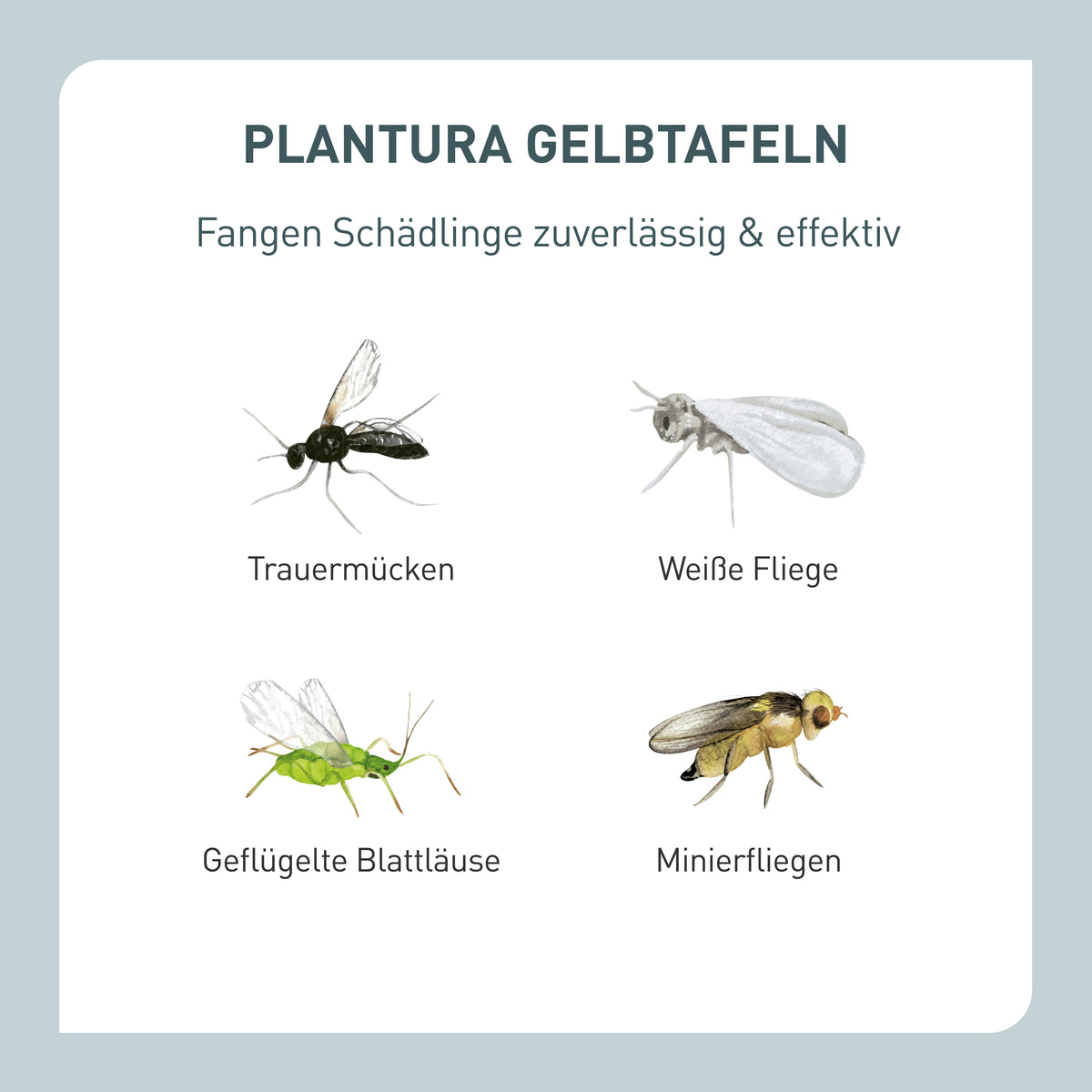 Insektizidfreie Gelbtafeln gegen Schädlinge