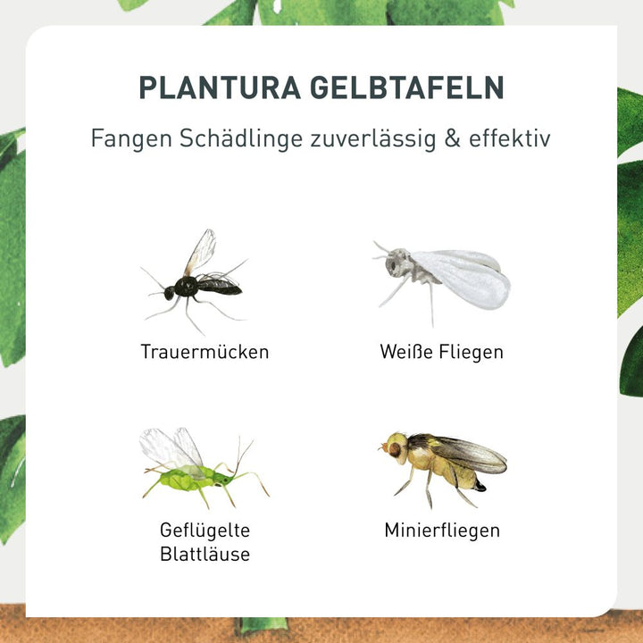 Insektizidfreie Gelbtafeln gegen Schädlinge