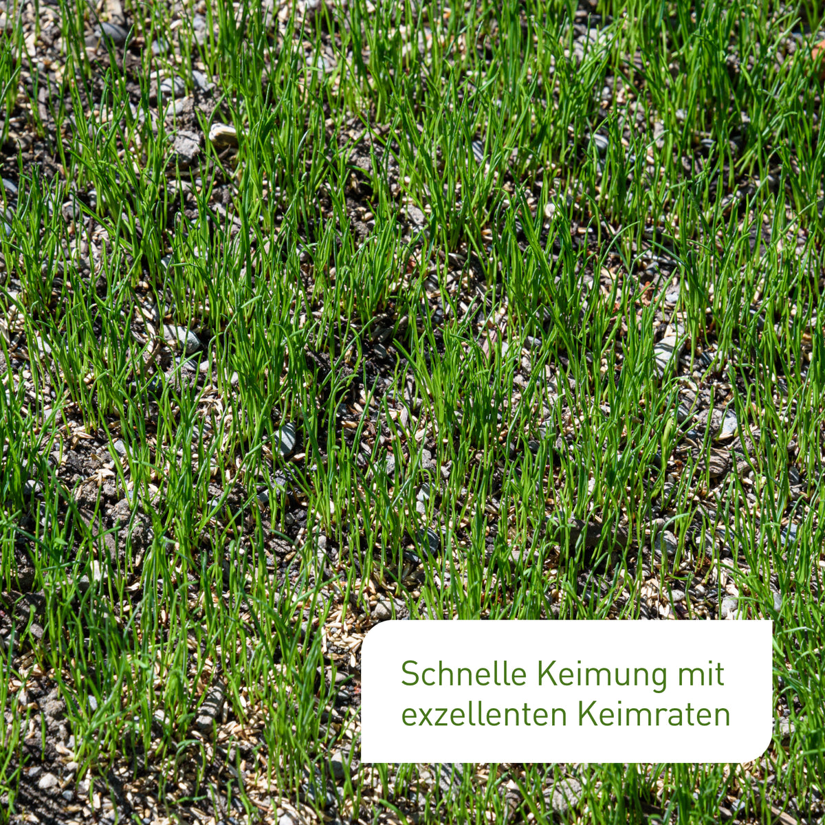 Nachsaat mit exzellenten Keimraten
