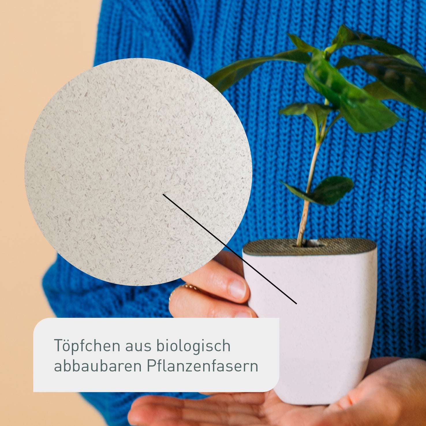 Kleiner Kaffeebaum in nachhaltigem Topf