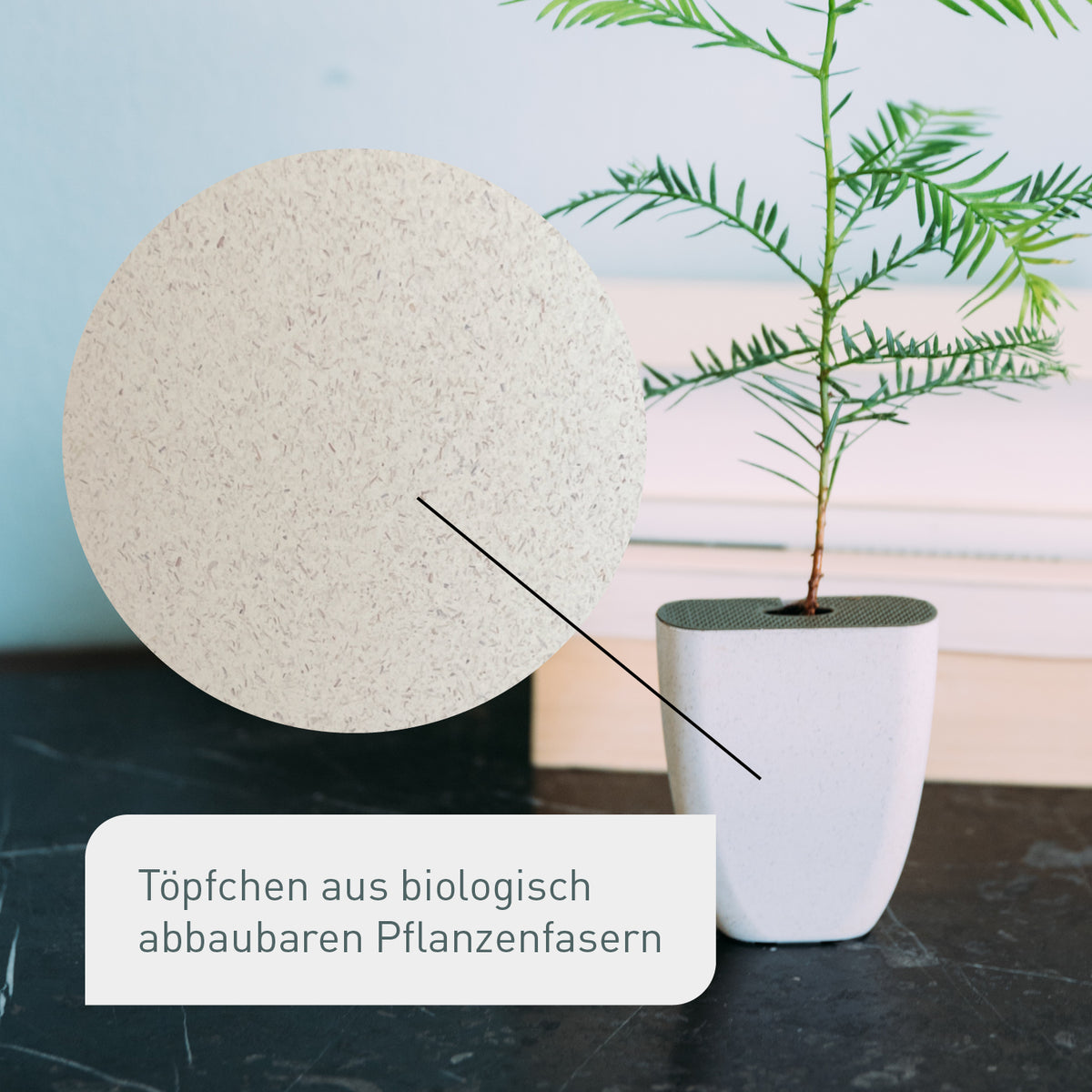 Kleiner Küstenmammutbaum in nachhaltigem Topf