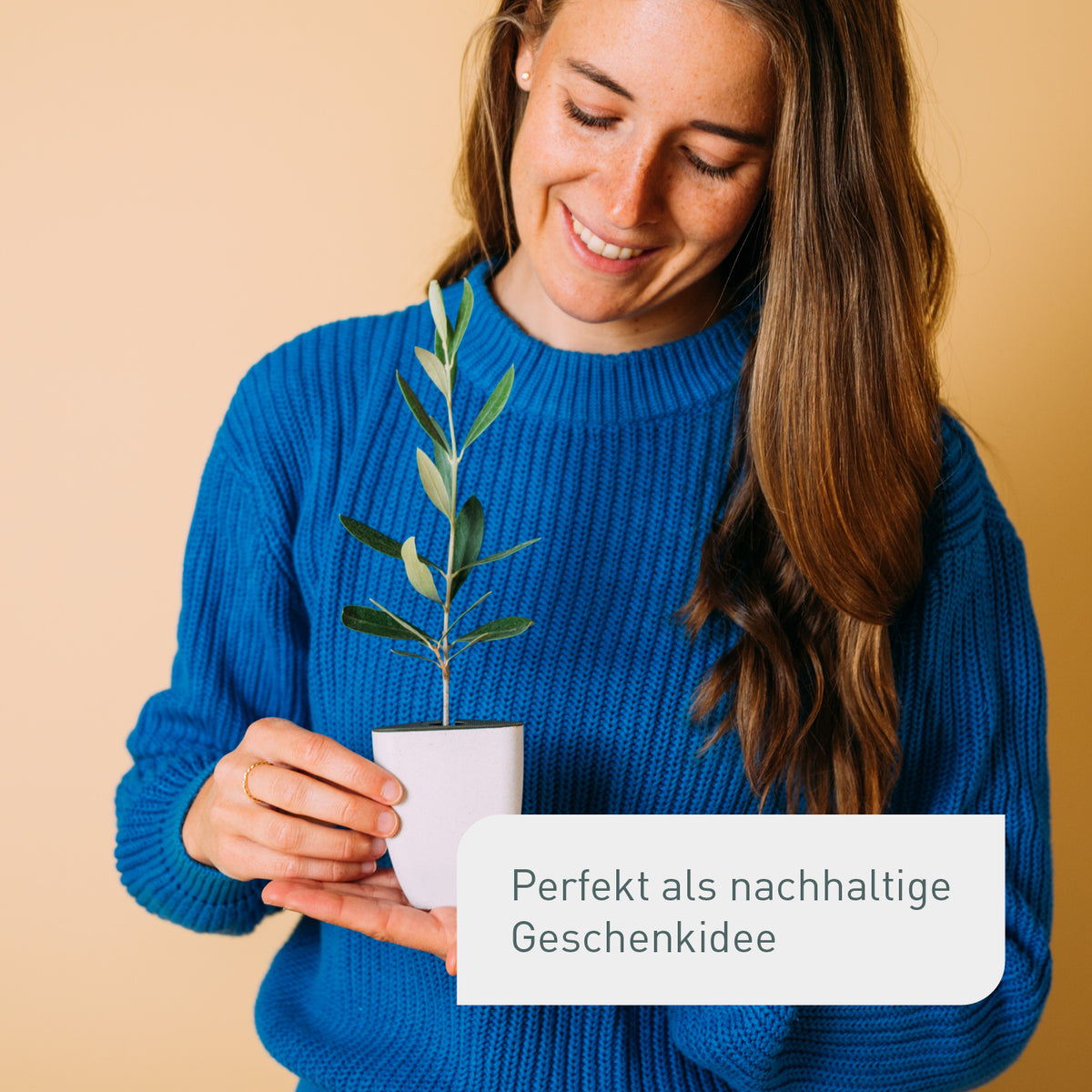 Kleiner Olivenbaum als Geschenk