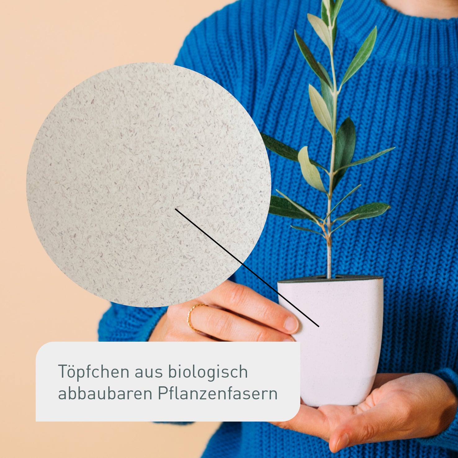 Kleiner Olivenbaum in nachhaltigem Topf
