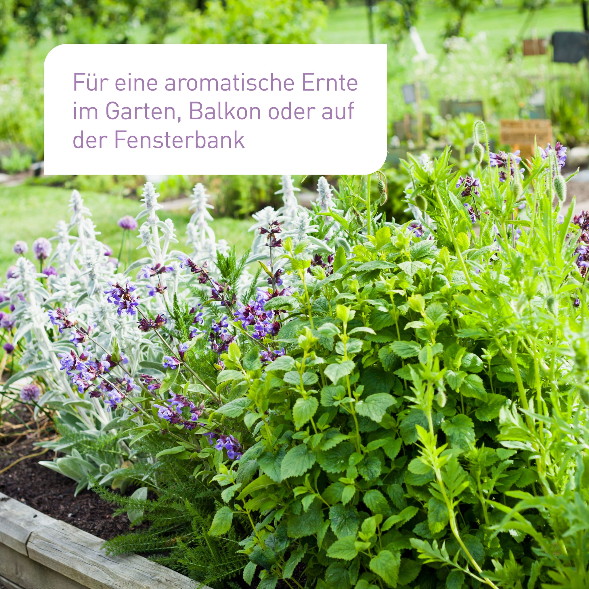 Bio-Kräuter-Saatgut für eine reiche Ernte