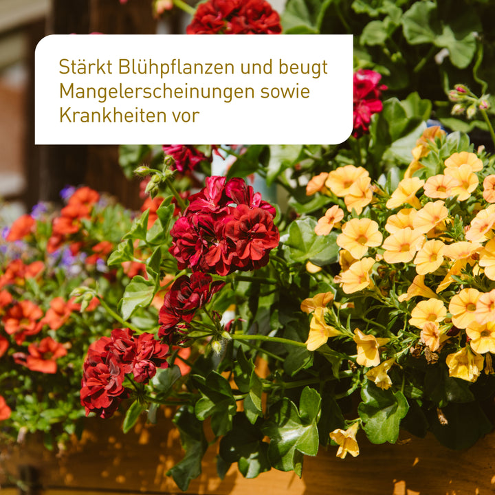 Mediterrano Palmendünger – Premium Granulat 3 Kg, Langzeitwirkung, Speziell Für Palmen, Starkes Wurzelwachstum, 40-50 G/m², Für Mediterrane & Heimische Gärten