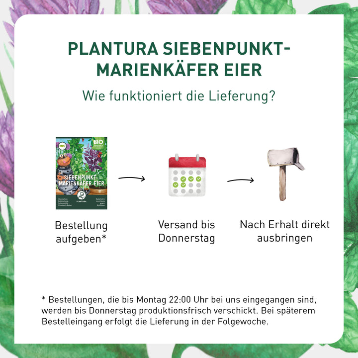 Lieferung Marienkäfer Eier von Plantura