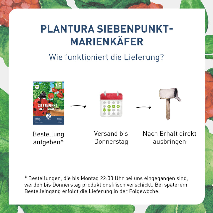Lieferung Siebenpunkt-Marienkäfer von Plantura