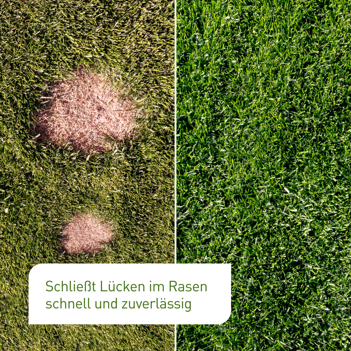 Kahle Stellen im Rasen vor und nach der Rasen-Reparatur