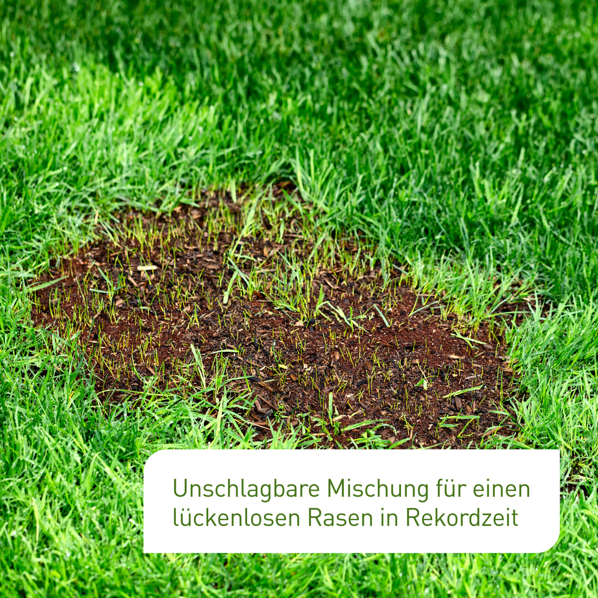 Plantura Rasen-Reparatur für Löcher