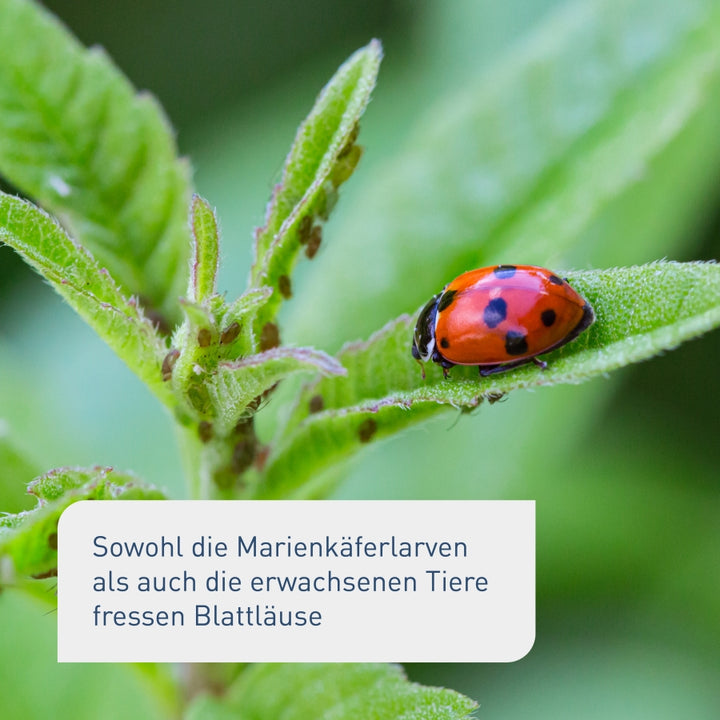 Marienkäfer gegen Blattläuse