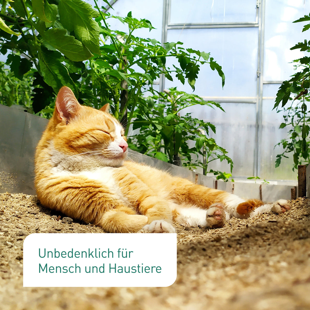 Marienkäfer ungiftig für Katzen